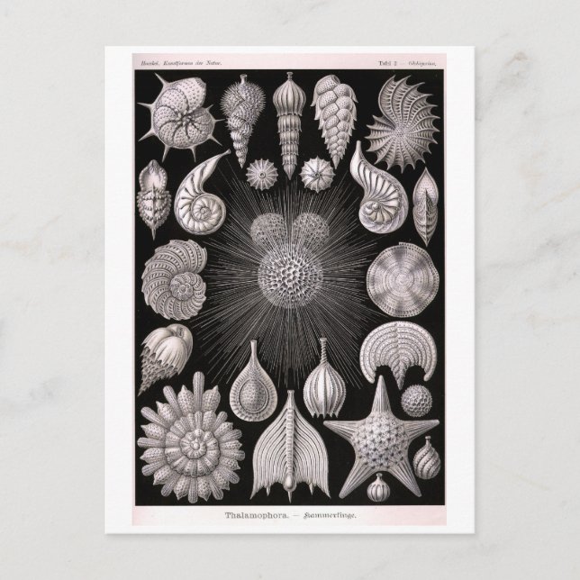 Haeckel's Thalomophora Postcard (Front)