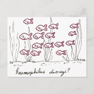 Haemophilus Ducreyi postcard