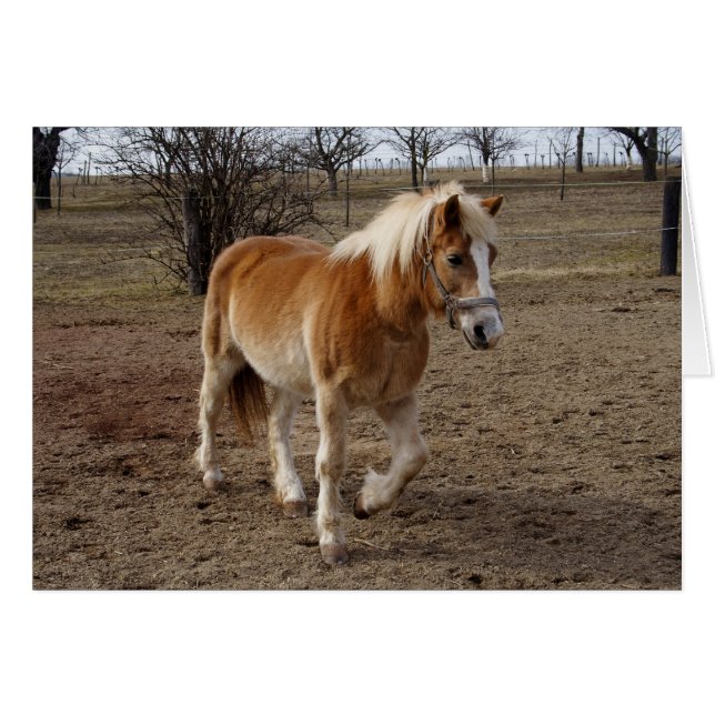 Haflinger (Front Horizontal)