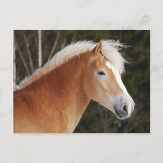 Haflinger 2 postcard