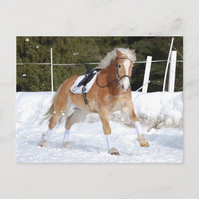 Haflinger 4 postcard (Front)