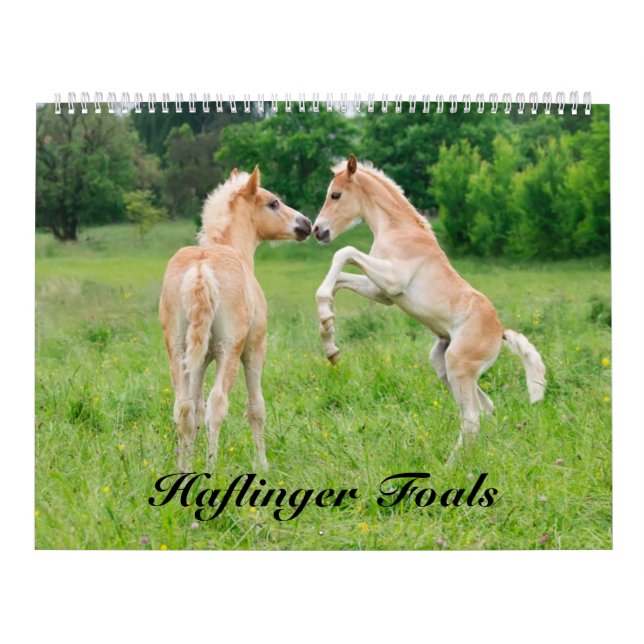 Haflinger Foals 2017  size large Calendar (Cover)