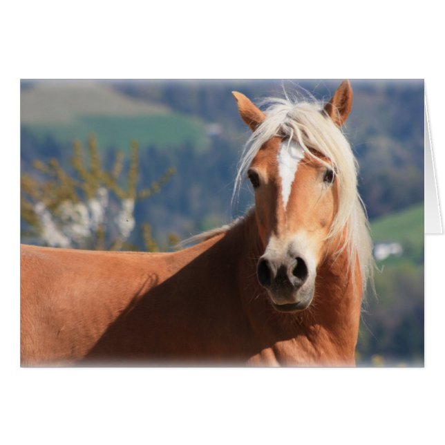 Haflinger Horse (Front Horizontal)