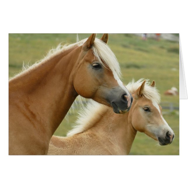 Haflinger horse and foal (Front Horizontal)