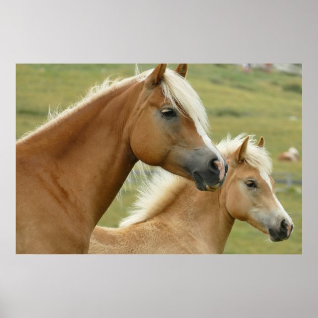 Haflinger horse and foal poster (Front)
