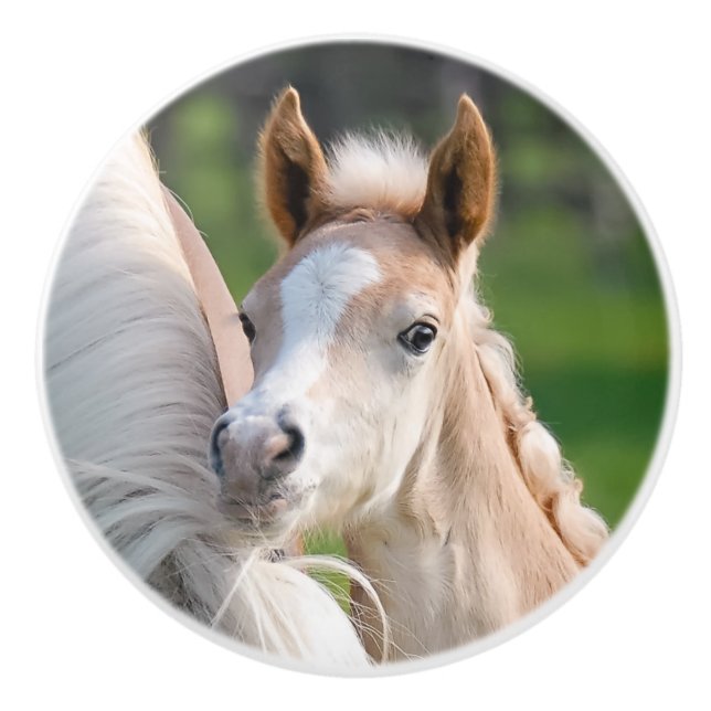 Haflinger Horse Cute Baby Foal Animal Photo on - Ceramic Knob (Front)