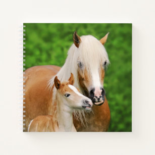 Haflinger Horse Cute Baby Foal Kiss Mum Pony Photo Notebook