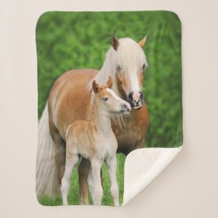 Haflinger Horse Cute Baby Foal Kiss Mum Pony Photo Sherpa Blanket