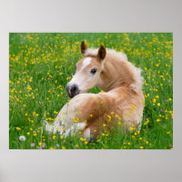 Haflinger Horse Cute Foal Flowerbed, Animal Photo