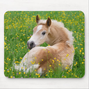 Haflinger Horse Cute Foal in a Flowerbed, Supply Mouse Pad