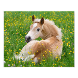 Haflinger Horse Cute Foal in Flowerbed  Paperprint Photo Print
