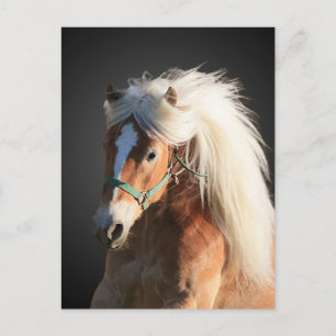 Haflinger Horse Postcard