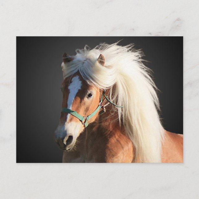 Haflinger Horse Postcard (Front)