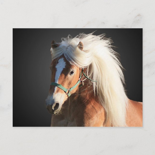 Haflinger Horse with beautiful mane Postcard (Front)