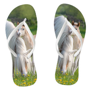 Haflinger Horses Cute Baby Foal With Mum - flips Thongs