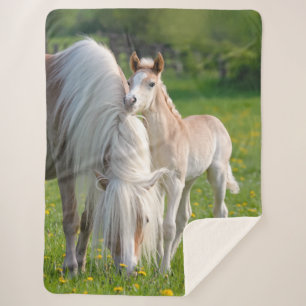 Haflinger Horses Cute Baby Foal With Mum Photo / Sherpa Blanket