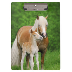 Haflinger Horses Cute Foal Kiss Mum Photo on - Clipboard