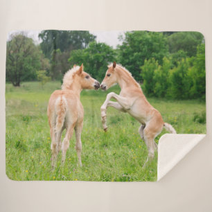 Haflinger Horses Cute Foals Friends Rearing Photo Sherpa Blanket