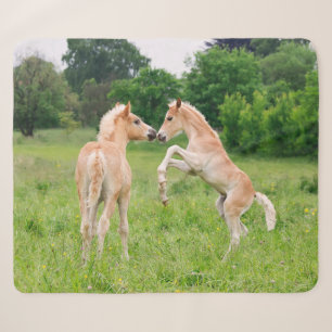 Haflinger Horses Cute Foals Friends Rearing Photo Sherpa Blanket