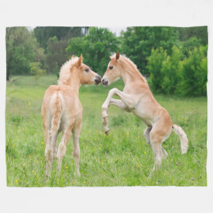 Haflinger Horses Cute Foals Rearing, cozy Fleece Blanket