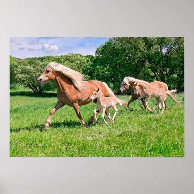 Haflinger Horses with Cute Foals Run Funny Animal Poster (Front)
