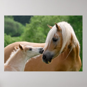 Haflinger mare and foal cuddling poster