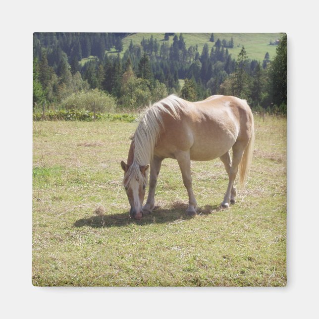 Haflinger Palomino Pony in Summer Pasture Photo Magnet (Front)