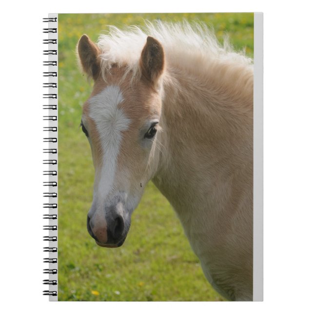 Haflinger Pony (Rare Breed) Notebook (Front)