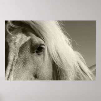 Haflinger Porträt — Horse — cheval Poster