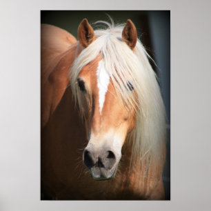 Haflinger Poster