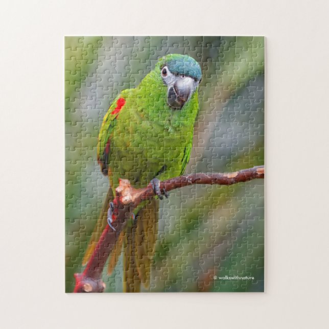 Hahn's Mini Macaw / Red-Shouldered Macaw Jigsaw Puzzle (Vertical)