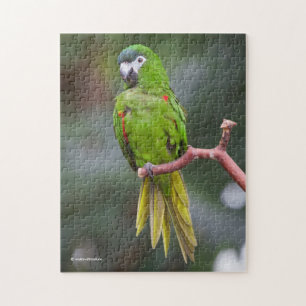 Hahn's Mini Macaw / Red-Shouldered Macaw Jigsaw Puzzle