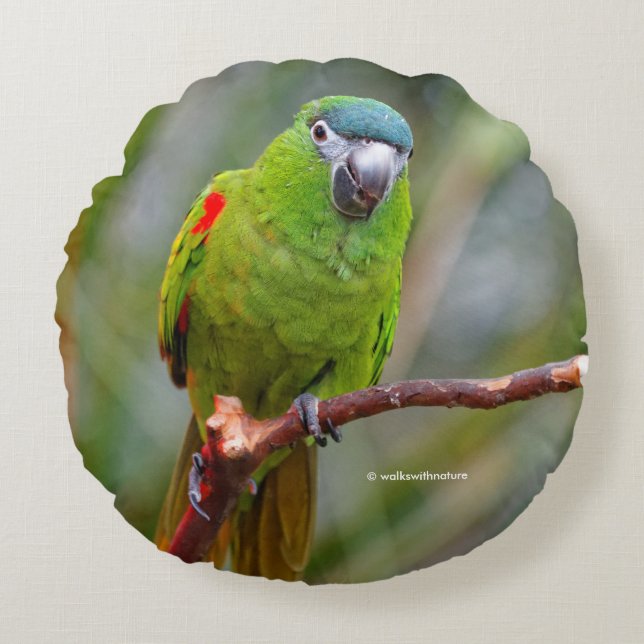 Hahn's Mini Macaw / Red-Shouldered Macaw Round Cushion (Front)