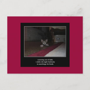 haiku cat 1 postcard