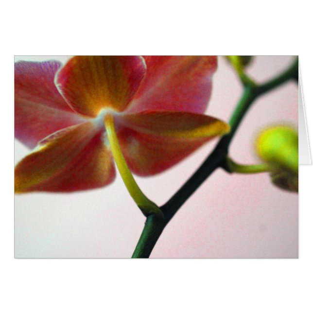 Haiku Orchid (Front Horizontal)