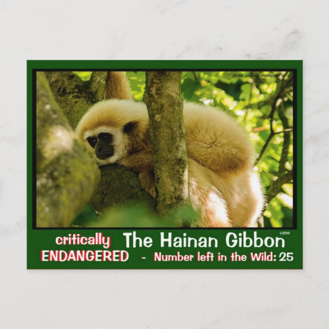 Hainan Gibbon is endangered: < 25 left Postcard (Front)
