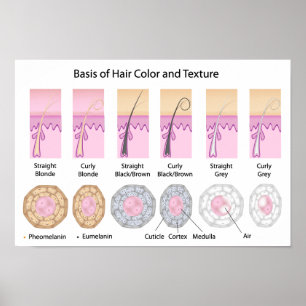 hair colors and texture basis Poster