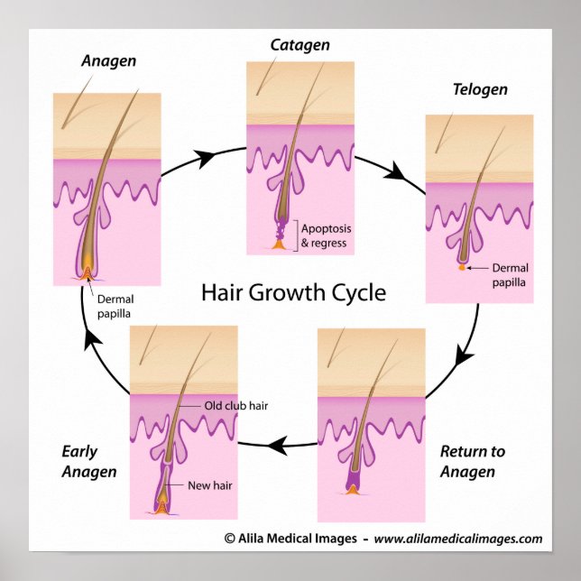 Hair growth cycle Poster (Front)