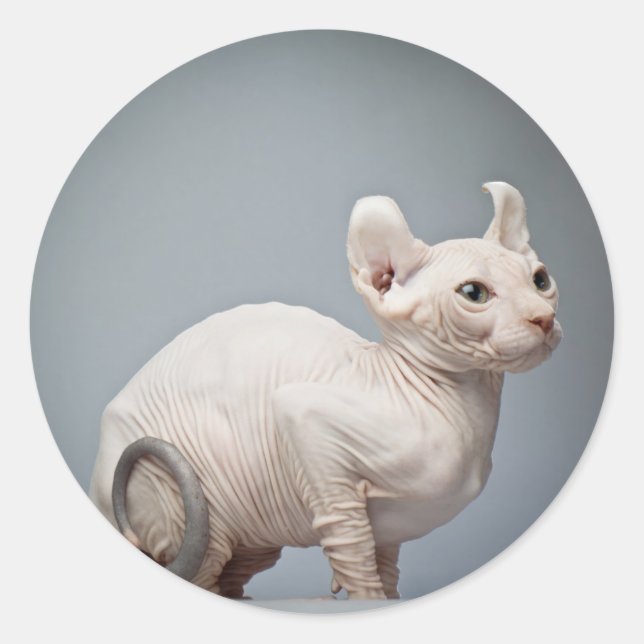 HAIRLESS CAT CLASSIC ROUND STICKER (Front)