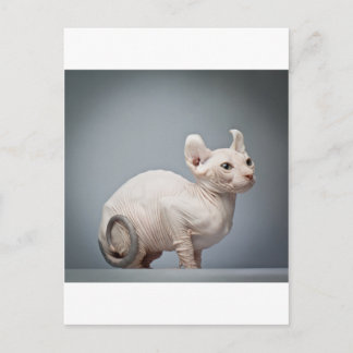 HAIRLESS CAT POSTCARD