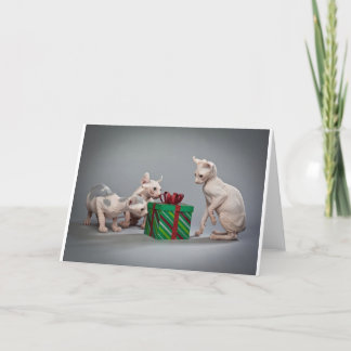 HAIRLESS CAT'S CHRISTMAS HOLIDAY CARD