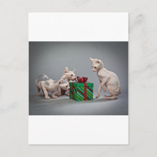 HAIRLESS CAT'S CHRISTMAS HOLIDAY POSTCARD