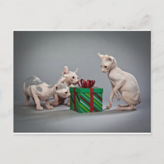 HAIRLESS CAT'S CHRISTMAS HOLIDAY POSTCARD