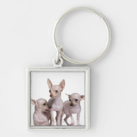 Hairless Chihuahua (5 and 7 months old)