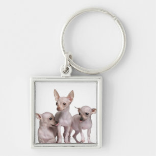 Hairless Chihuahua (5 and 7 months old) Key Ring