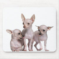 Hairless Chihuahua (5 and 7 months old)