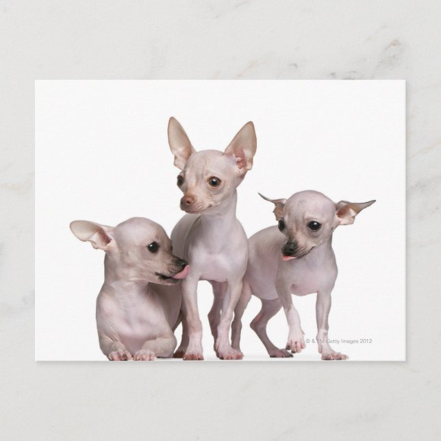 Hairless Chihuahua (5 and 7 months old) Postcard (Front)