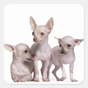 Hairless Chihuahua (5 and 7 months old) Square Sticker