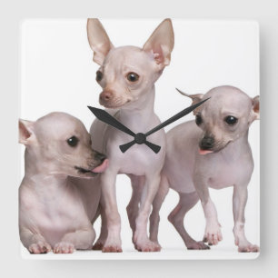Hairless Chihuahua (5 and 7 months old) Square Wall Clock