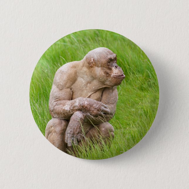 Hairless Chimpanzee 6 Cm Round Badge (Front)
